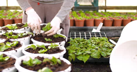 male botanist planting saplings in pots 10