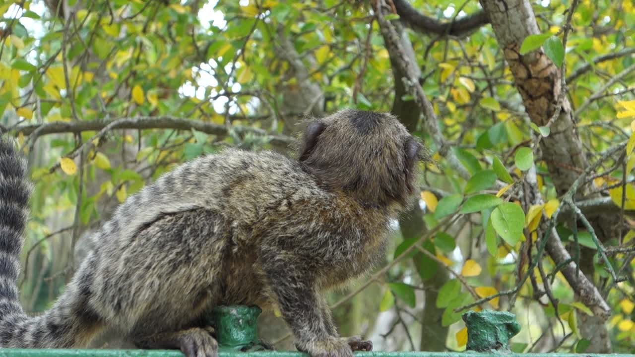 callithrix - tití curiosamente mirando a su alrededor en su hábitat