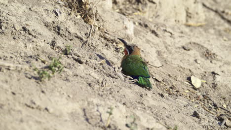 White-fronted-bee-eater