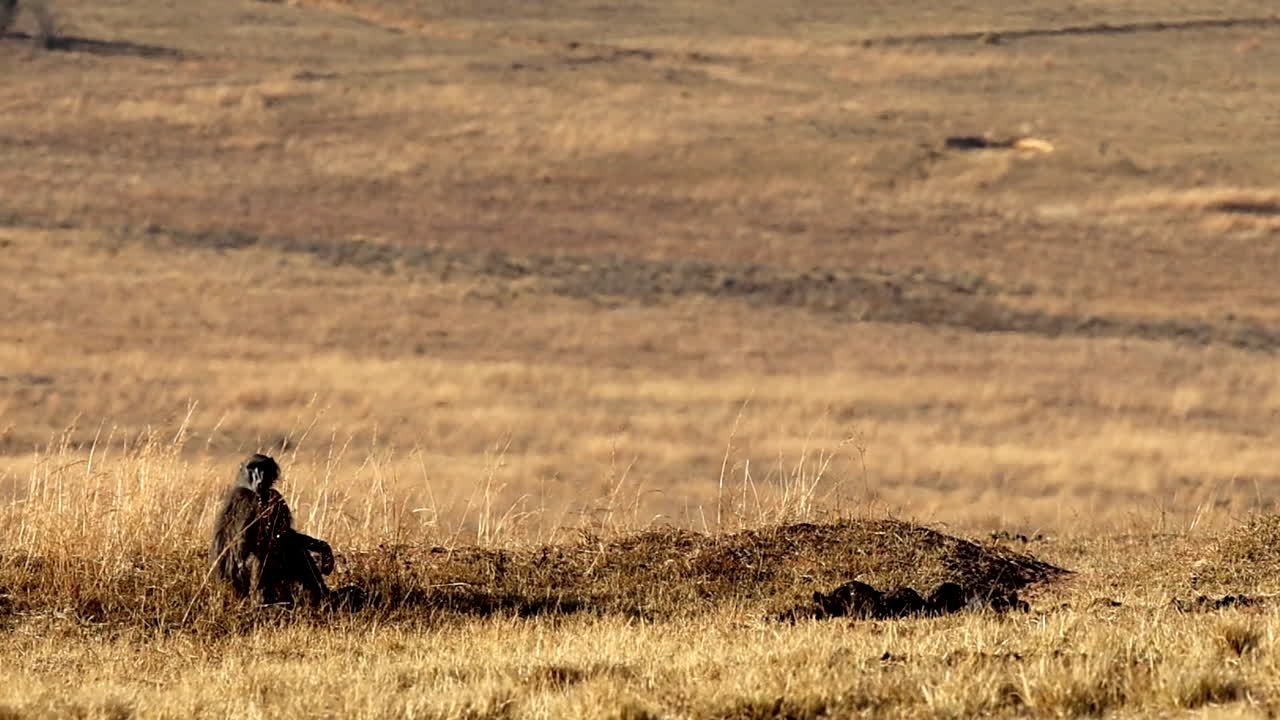 Babbuino Chacma maschio siede a terra in un campo fissando in lontananza, spazio per il testo