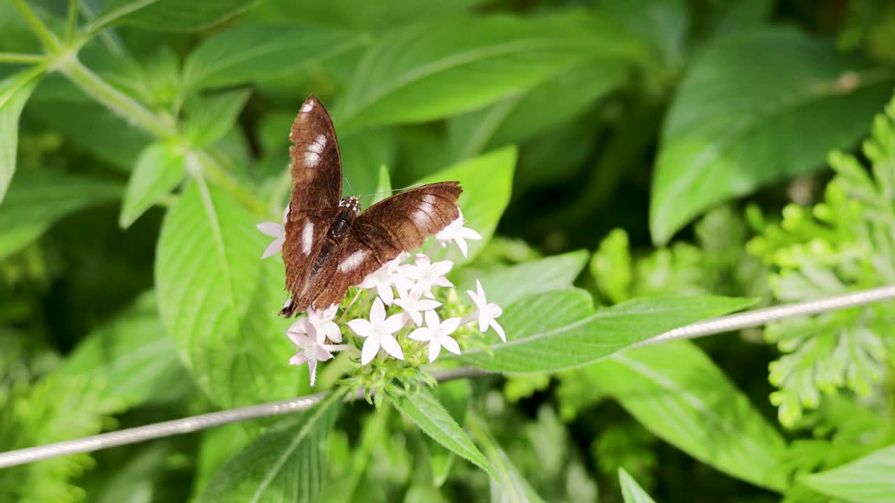 A butterfly gracefully flutters and feeds on white flowers amidst lush green foliage in a tropical rainforest setting