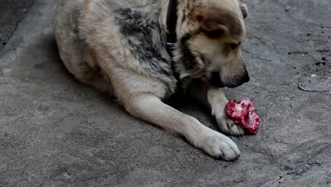 un perro comiendo huesos crudos y sangrientos.