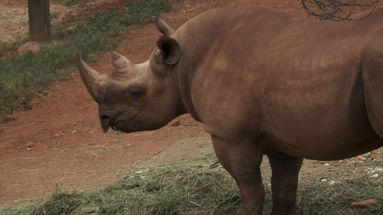 Joburg Zoo - White Rhino eating grass.