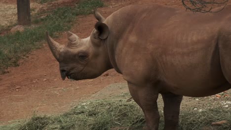 joburg zoo - white rhino eating grass.