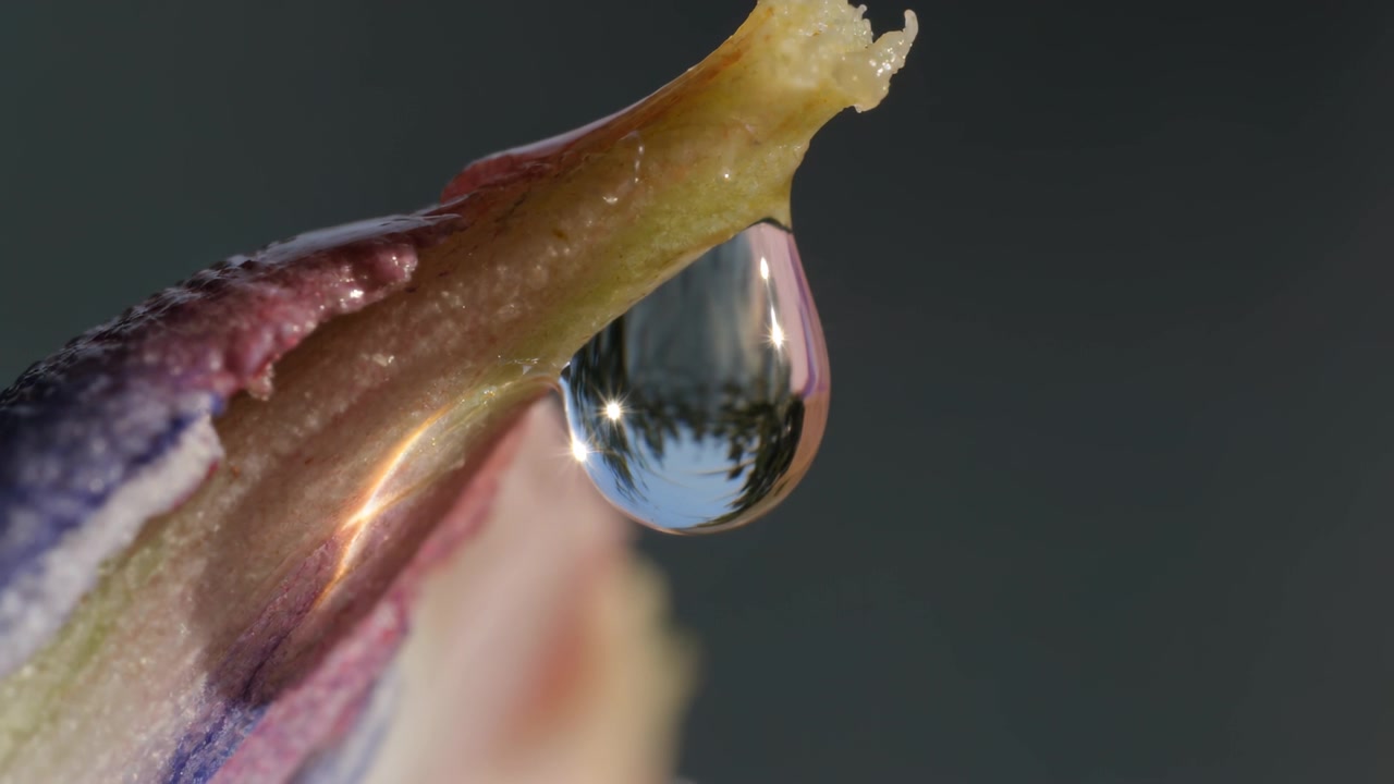 Gota de água solitária pendurada e esticando-se pela gravidade na ponta de uma pétala de jardim, refletindo árvores e o sol.