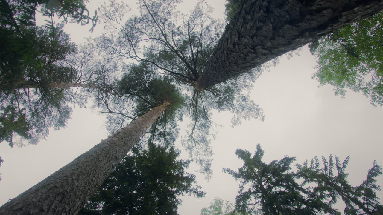 View upwards to tree canopy, with two tall pine trees slowly swaying in a gentle wind in a boreal forest. Cloudy sky during rain. 4K