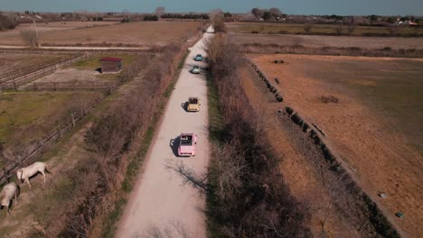 beautiful old timer colored cars driving on a dirt road in a straight line to see the beautiful scenery of camargue, southern france