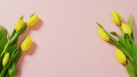 imagen de tulipanes amarillos con espacio de copia en fondo rosa
