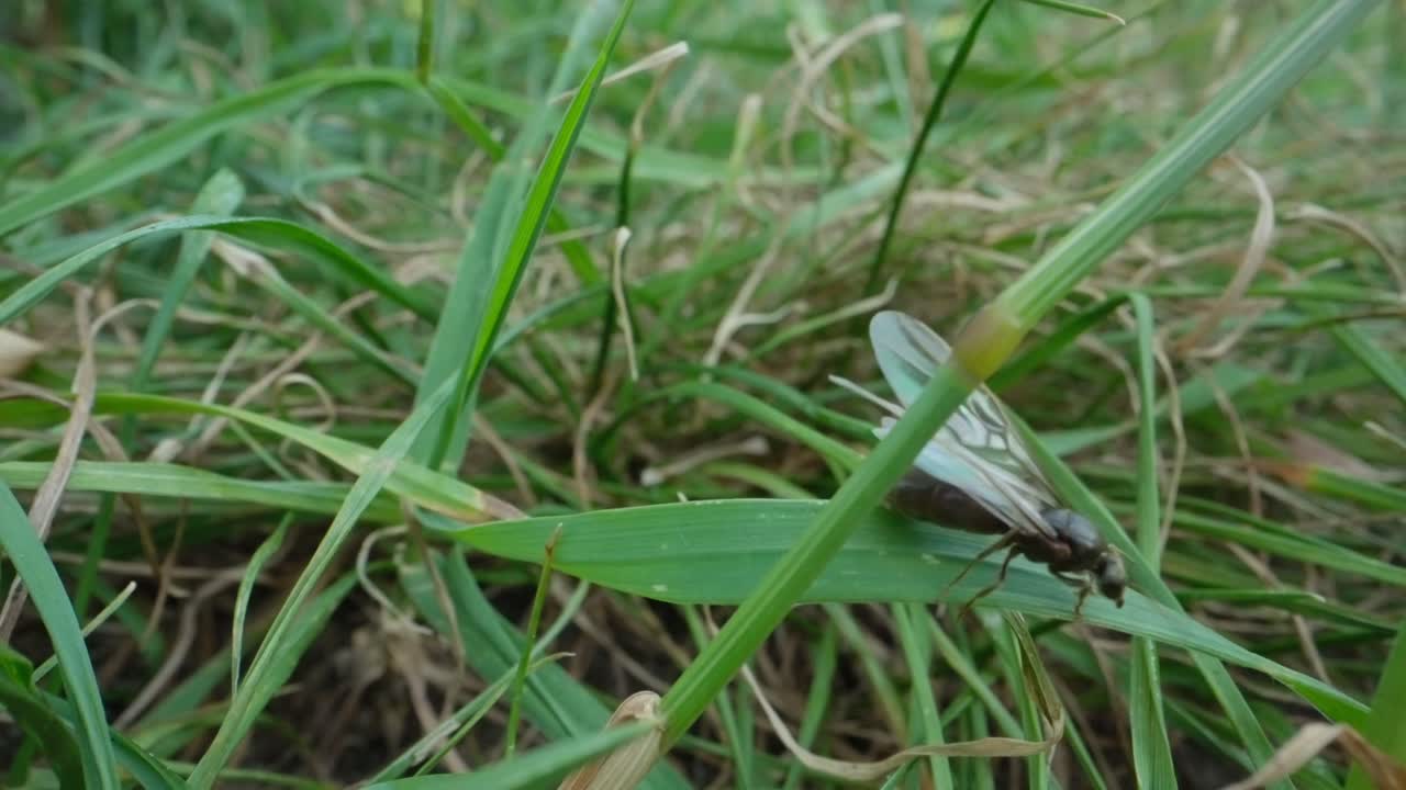Macro of ants walking through dense grass field in slow motion, natural insect motion