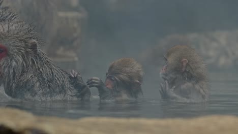 witness a moment of familial bonding among snow monkeys at jigokudani. a baby macaque tenderly removes parasites from his mother while his younger sibling mimics the behavior, grooming him in return.