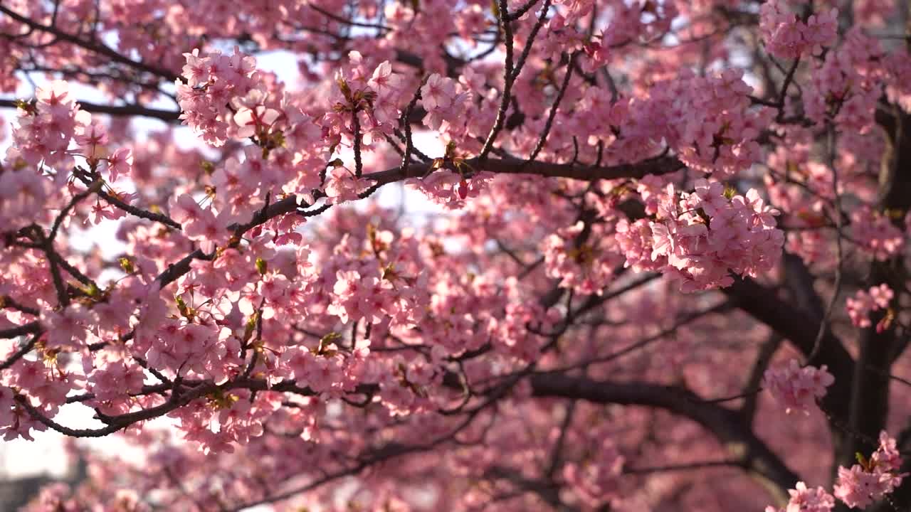 Densely filled frame with bright pink sakura cherry blossoms trees at sunset