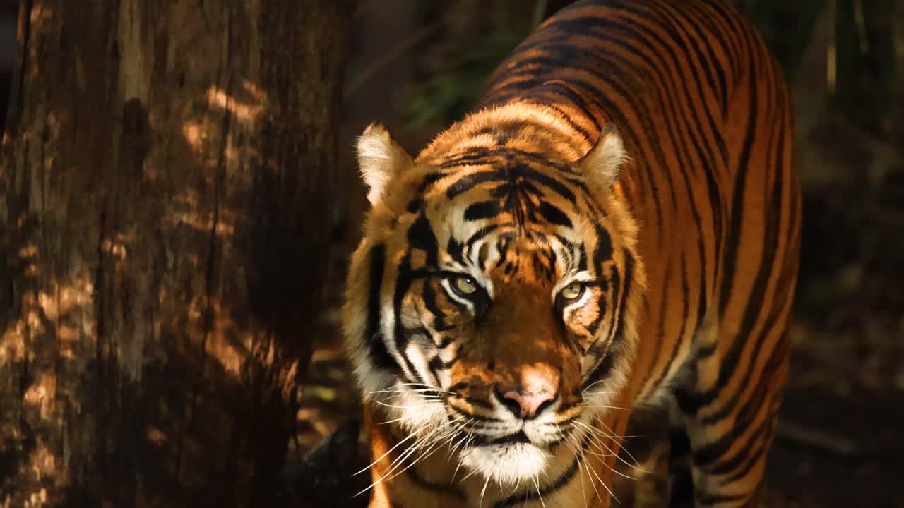 Tiger walking through forested zoo enclosure