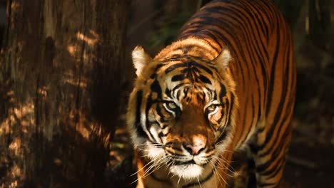 tiger walking through forested zoo enclosure