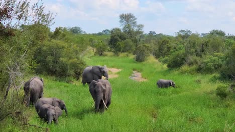 wide-shot-of-family-of-African-elephants-feed-on-grass-in-a-prairie-at-Kruger-National-Park,-South-Africa