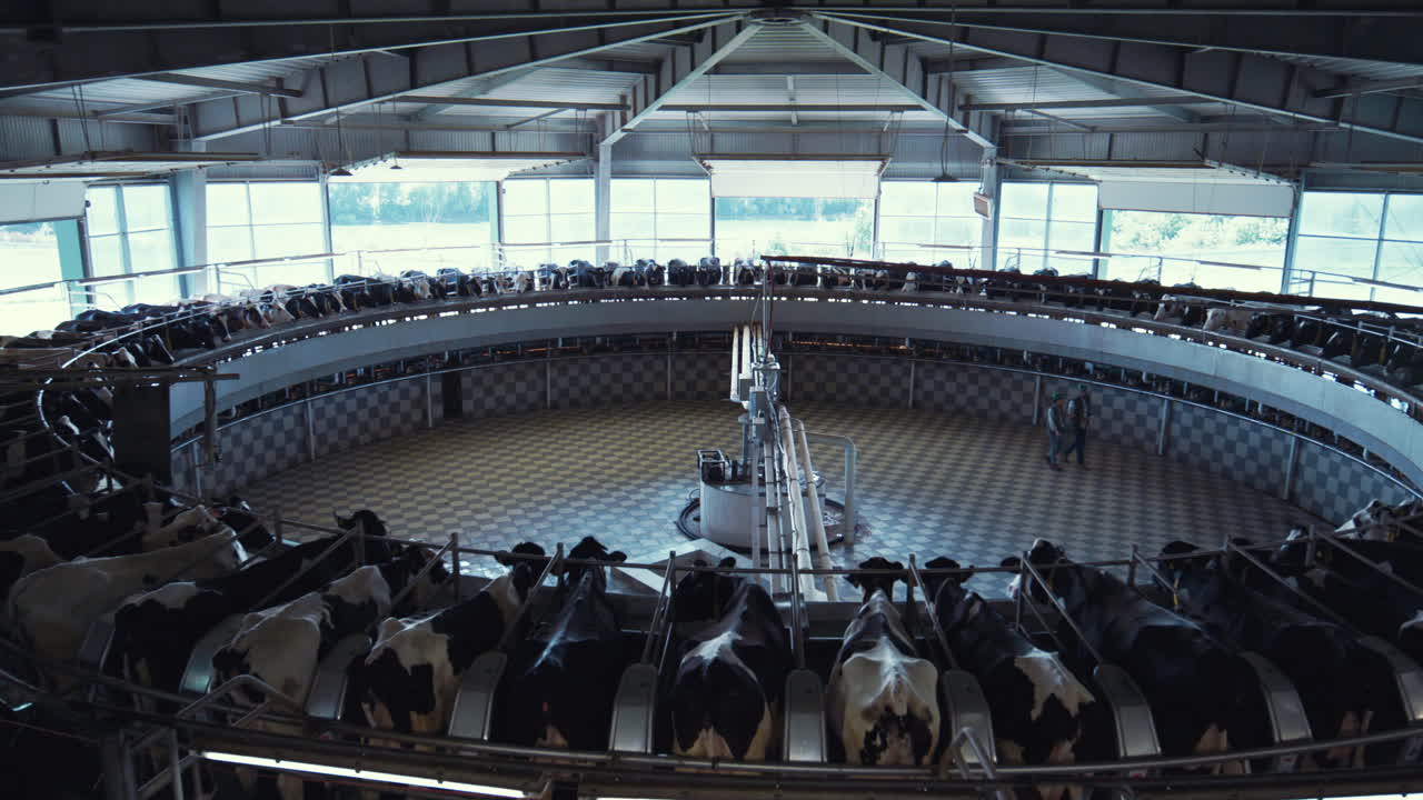 Agrarische melkstal met modern automatisch melkcarrouselsysteem.
