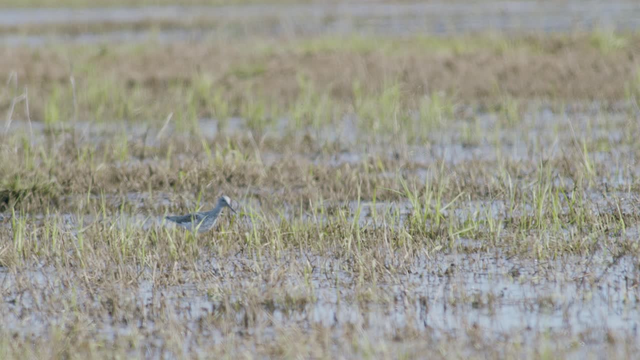 Common greenshank feeding in wetlands flooded meadow during spring migration