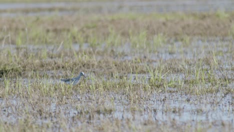 Common-greenshank-feeding-in-wetlands-flooded-meadow-during-spring-migration