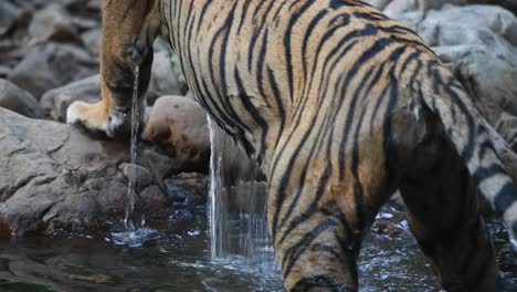 a slow-motion shot of a bengal tiger getting out the water - walking out the frame