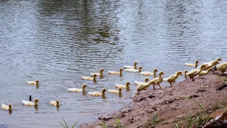 ducklings swim and gather by the riverbank