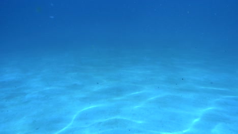 underwater background of ocean blue sea waves with floating plankton