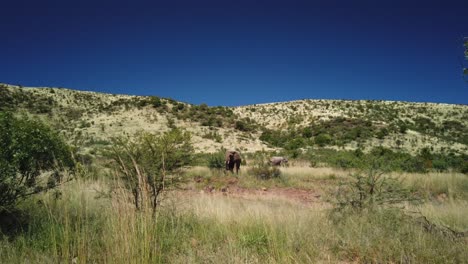 Elefantes-Africanos-Moviéndose-A-Través-De-Los-Pastizales-Pastando