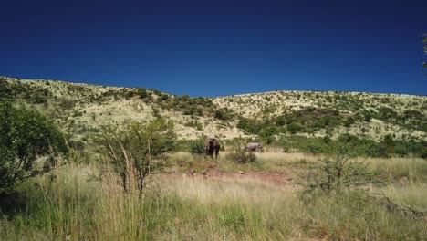 african elephants moving through the grasslands grazing