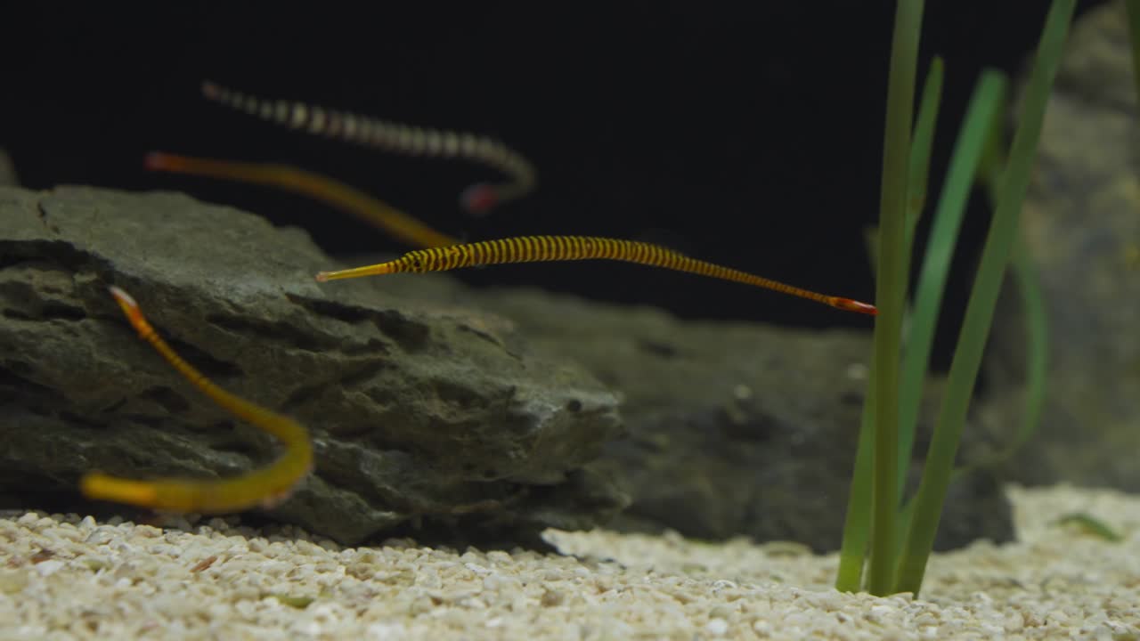 Small group of yellow banded pipefish with long snouts hover gracefully near rock and aquatic plants inside Aqua Planet Gwanggyo aquarium display tank