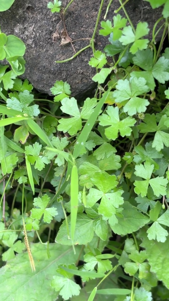 Green Leaves and Grass Growing Near a Stone Wall