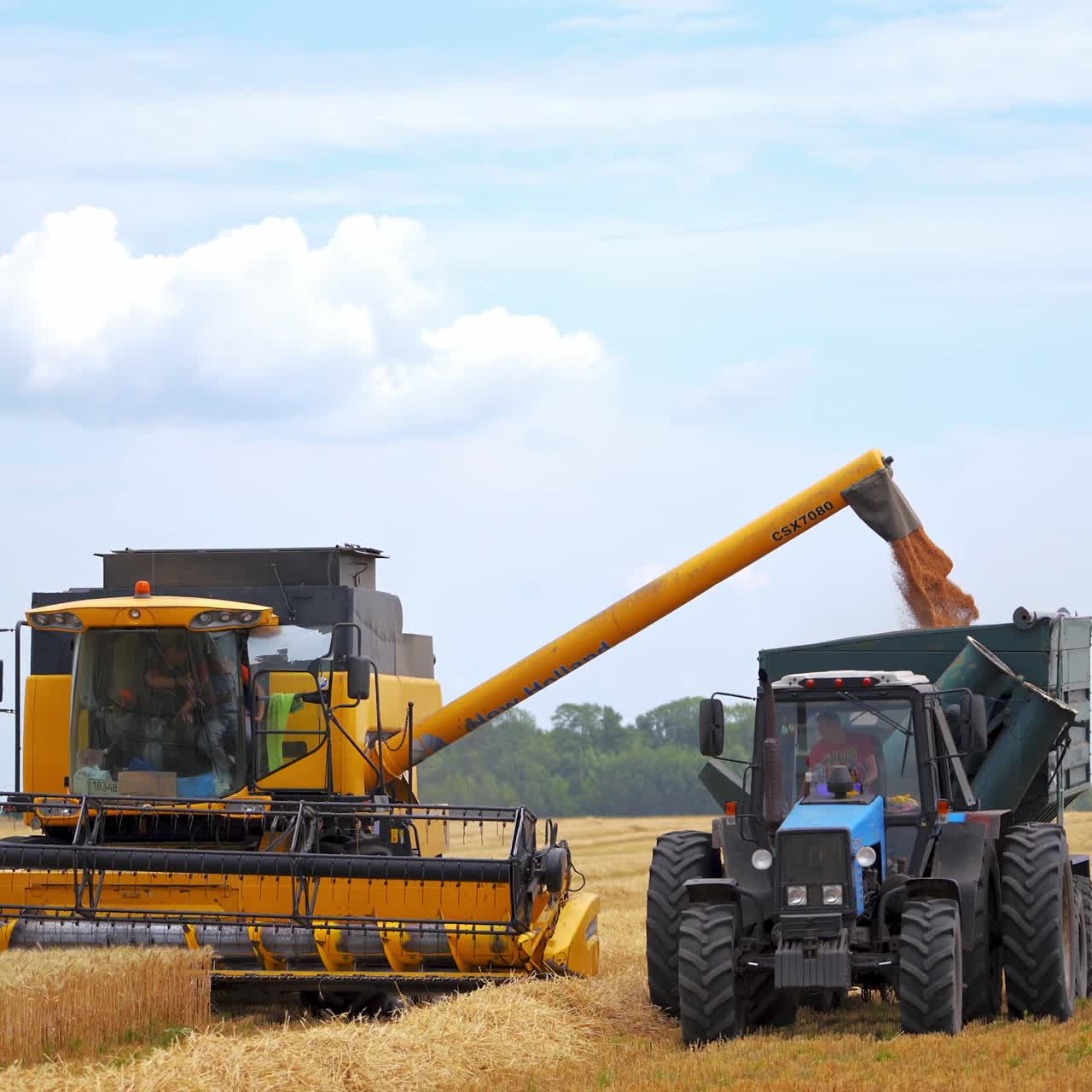 Combine harvesting wheat field