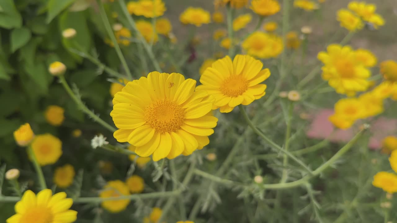 Cota tinctoria, Anthemis tinctoria. Bright yellow flowers that look like daisies, Cota tinctoria,