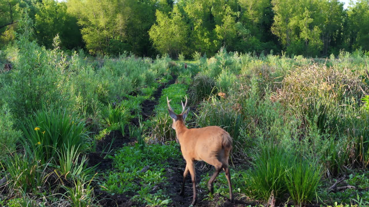 Deer walking through Argentine forest swamp, Blastocerus dichotomus, endangered fauna