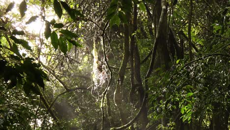 los rayos de sol atraviesan el frondoso follaje verde