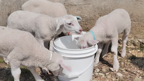 group of four lambs taking turns drinking from white bucket