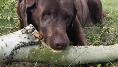 close up: silly brown lab dog thinks she's a beaver and eats wood