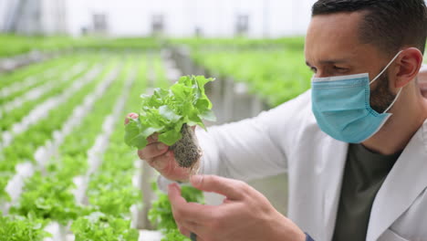 man, farmer and lettuce in greenhouse