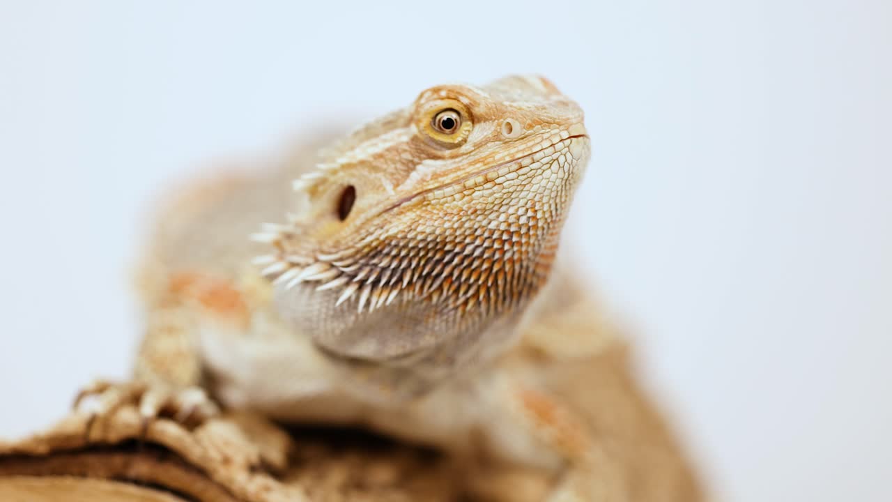 A bearded dragon lizard remains still, observing its surroundings. The close-up captures its detailed features in soft lighting