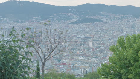 산에서 바르셀로나의 나무 뒤에 보기