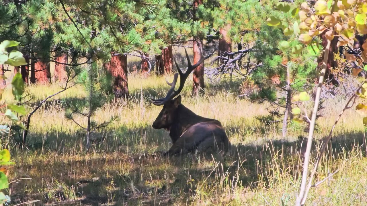 Cervo wapiti maschio che riposa nell'erba alta sotto i pini, con grandi palchi, luce solare a chiazze, ombra della foresta e foglie dorate in una tranquilla scena di fauna selvatica boschiva durante il giorno