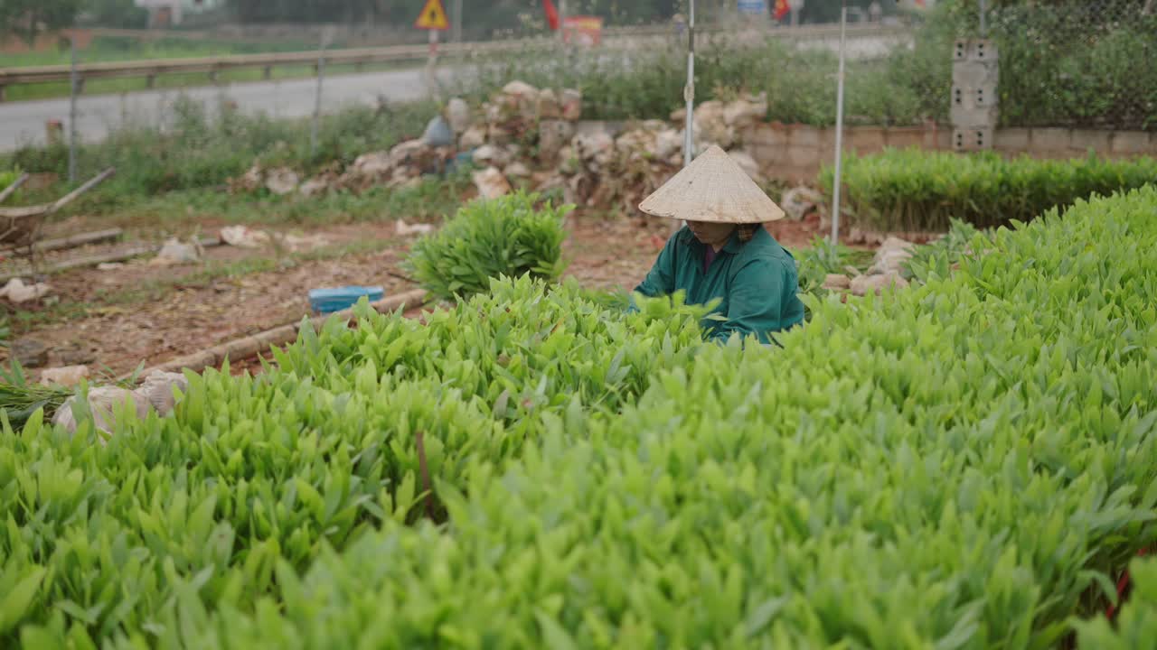 Asian Farmer Planting in Field