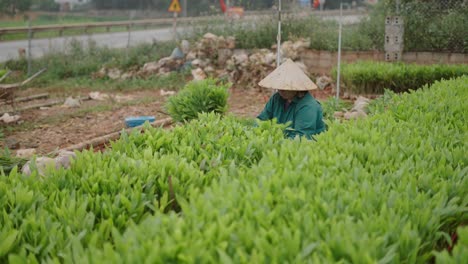 asian farmer planting in field