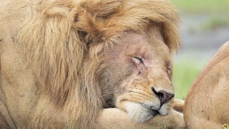 sleeping male lion close up in africa at ngorongoro conservation area in ndutu national park in tanzania, sleepy tired hot male lions on african animals and wildlife safari