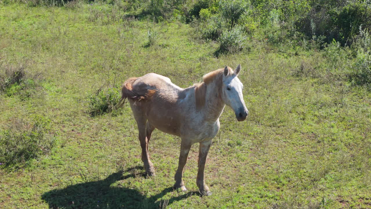 Herd of Horses in a Green Field