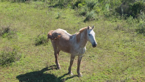 herd of horses in a green field