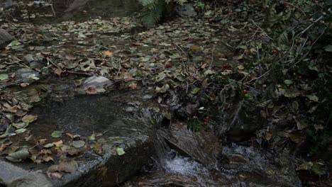 Fluss-Hinter-Gras-Im-Wald