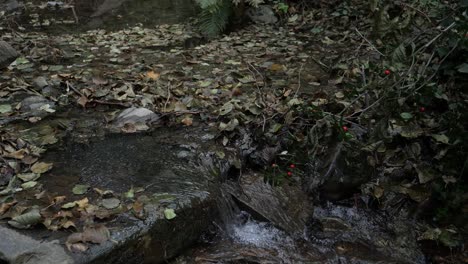 river behind grass in the woods