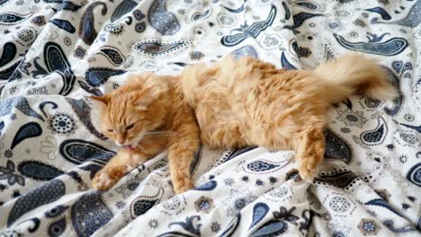 cute ginger cat lying in bed. fluffy pet is licking its paws. cozy home background