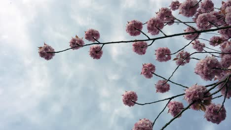 rama de un árbol floreciente con flores rosas contra el cielo azul