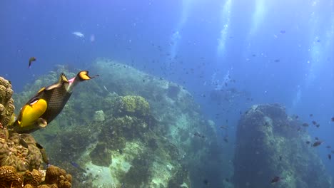 Trigger-fish-at-Koh-Tao