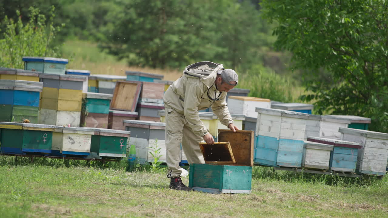 Apiarist taking the honeycombs out of bee hive. Numerous bees flying over the bee farm and the man. Beautiful nature at the backdrop.