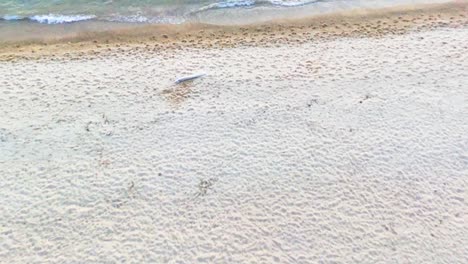 revelan una fotografía aérea de la arena y la playa en el momento de la puesta de sol de la noche con las olas de agua
